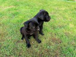 Kane korso &scaron;tenci na prodaju