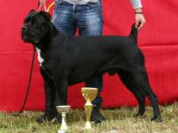 Kane korso &scaron;tenci na prodaju