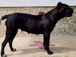 Kane korso &scaron;tenci na prodaju