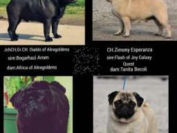 Mops &scaron;tenci na prodaju