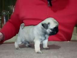 Mops &scaron;tenci na prodaju