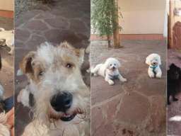 Hotel za pse Vozdovac