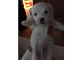 Maltezer &scaron;tenci 