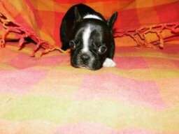 Francuski buldog &scaron;tenci