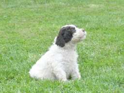 Lagotto Romagnolo stenci 
