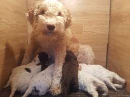 Lagotto Romagnolo stenci 