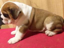 Engleski buldog &scaron;tenci