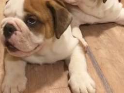 Engleski buldog &scaron;tenci