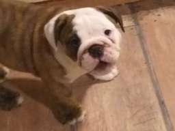 Engleski buldog &scaron;tenci