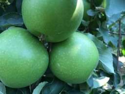 Imanje tj. vocnjak jabuke i sljive u Irigu