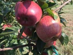 Imanje tj. vocnjak jabuke i sljive u Irigu