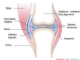 Obratite pažnju! ZELENOUSNA &Scaron;KOLJKA NOVI SAD