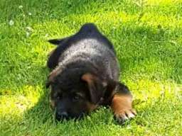 Nemački ovčar &scaron;tenci