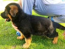 Nemački ovčar &scaron;tenci