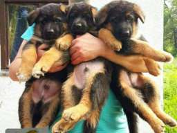 Nemački ovčar &scaron;tenci