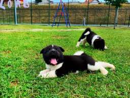 Americka Akita stenci