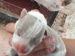 Pitbull &scaron;tenci