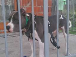 Pitbull &scaron;tenci