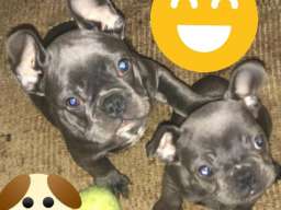 Top &scaron;tene plavog Francuskog buldoga