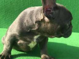 Top &scaron;tene plavog Francuskog buldoga