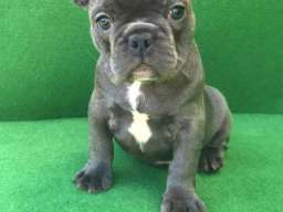 Top &scaron;tene plavog Francuskog buldoga