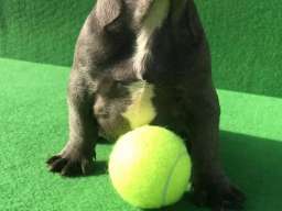 Top &scaron;tene plavog Francuskog buldoga