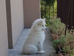 Sibirski samojed štenci 