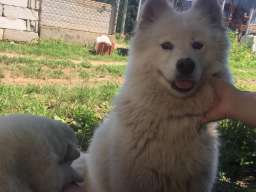 Sibirski samojed štenci 