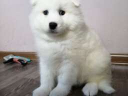 Sibirski samojed štenci 