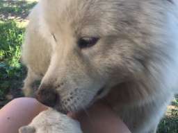 Sibirski samojed štenci 