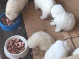 Sibirski samojed štenci 