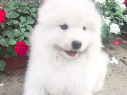 Sibirski samojed štenci 