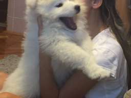 Sibirski samojed štenci 