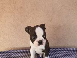 Boston Terijer mu&scaron;ko &scaron;tene