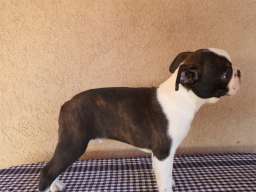 Boston Terijer mu&scaron;ko &scaron;tene