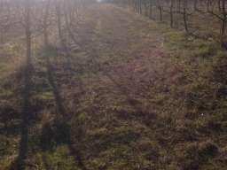 Prodajem seosko domacinstvo, Cacak-Jezevica