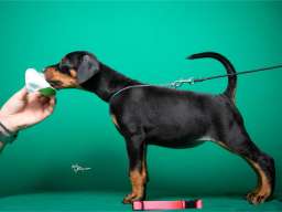 Doberman &scaron;tenci vrhunskog porekla