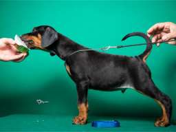 Doberman &scaron;tenci vrhunskog porekla