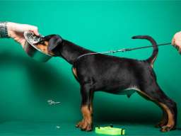 Doberman &scaron;tenci vrhunskog porekla