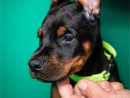 Doberman &scaron;tenci vrhunskog porekla