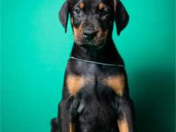 Doberman &scaron;tenci vrhunskog porekla