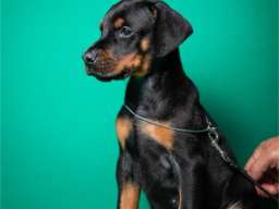Doberman &scaron;tenci vrhunskog porekla