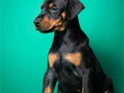 Doberman &scaron;tenci vrhunskog porekla