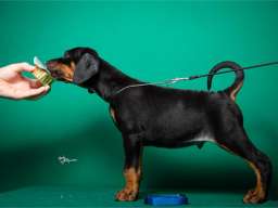 Doberman &scaron;tenci vrhunskog porekla