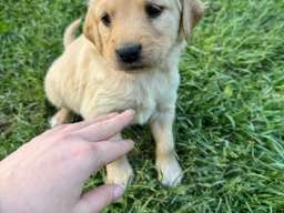 Na prodaju &scaron;tenci labrador retrivera&ndash;vakcinisani i spremni za novi dom!