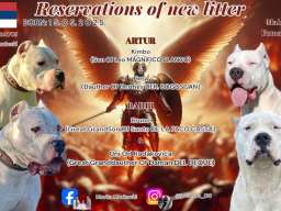 Rezervacija &scaron;tenaca Dogo Argentino