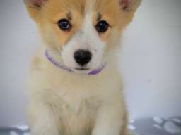 Vel&scaron;ki Corgi Pembrok prelepi &scaron;tenci