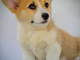 Vel&scaron;ki Corgi Pembrok prelepi &scaron;tenci