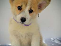 Vel&scaron;ki Corgi Pembrok prelepi &scaron;tenci