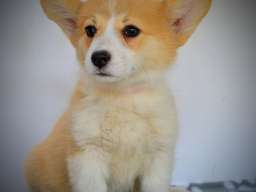 Vel&scaron;ki Corgi Pembrok prelepi &scaron;tenci